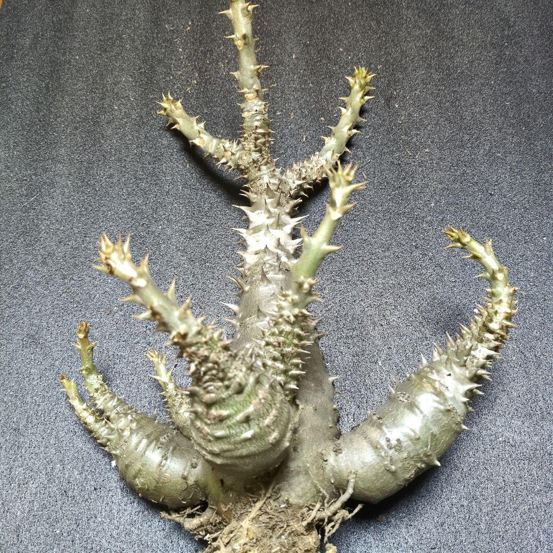 H*O様 パキポディウム ウィンゾリー 国内実生　サボテン 多肉植物 塊根 コー Amazon｜パキポディウム ウィンゾリー 実生 まん丸 塊根植物