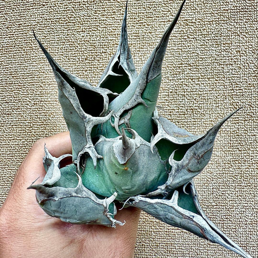 u*4様 【ZZ_plants】W950アガベ チタノタ 蜘蛛 極上強棘 極美極 2026年最新】アガベ蜘蛛の人気アイテム - メルカリ