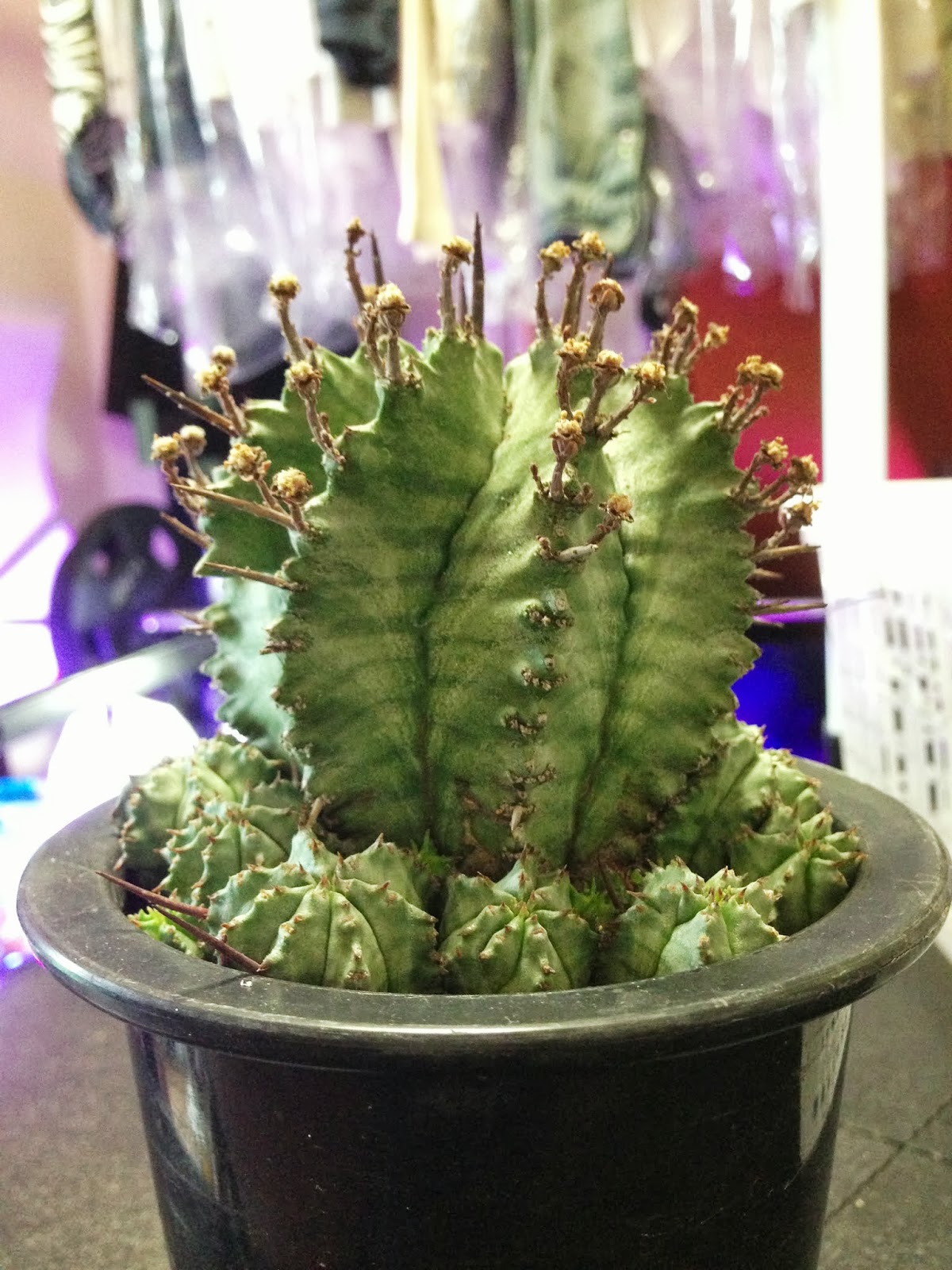 Euphorbia horrida げんこつホリダ（ユーフォルビア）の育て方